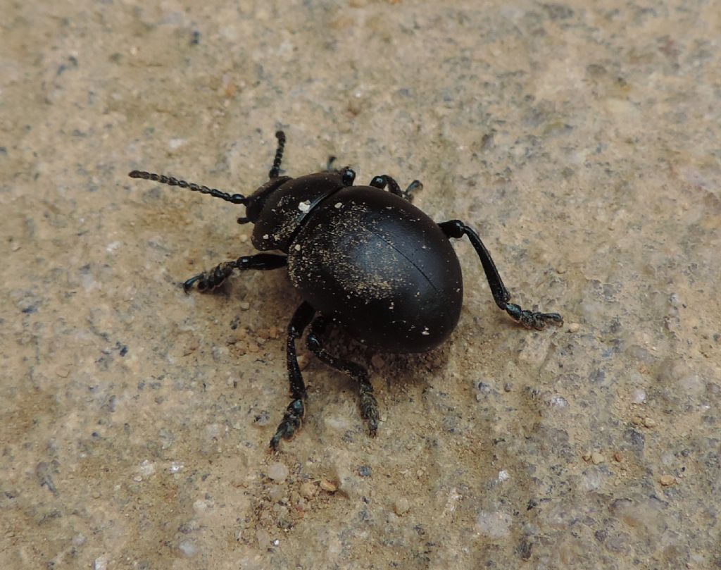 coleotteri gemelli- Timarcha tenebricosa (cf.)