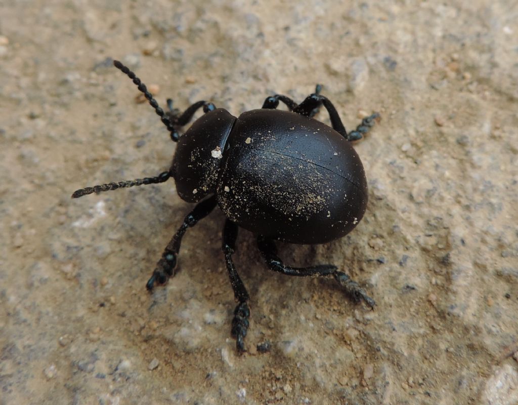 coleotteri gemelli- Timarcha tenebricosa (cf.)