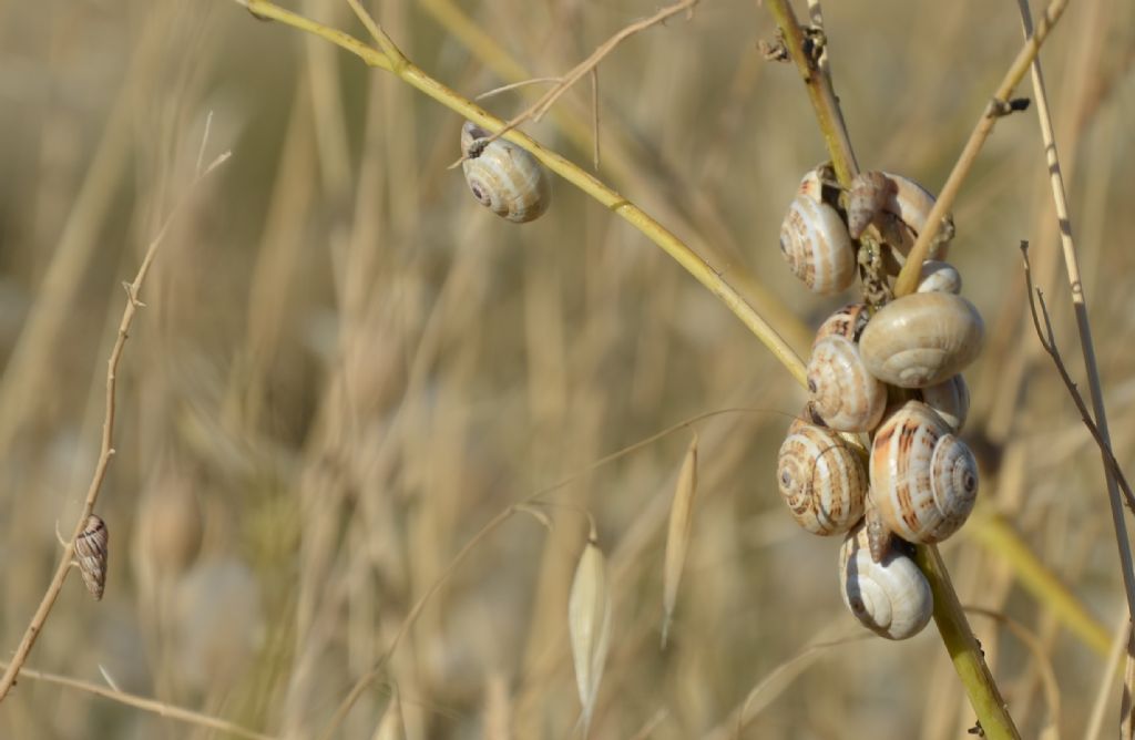 un prato di chiocciole