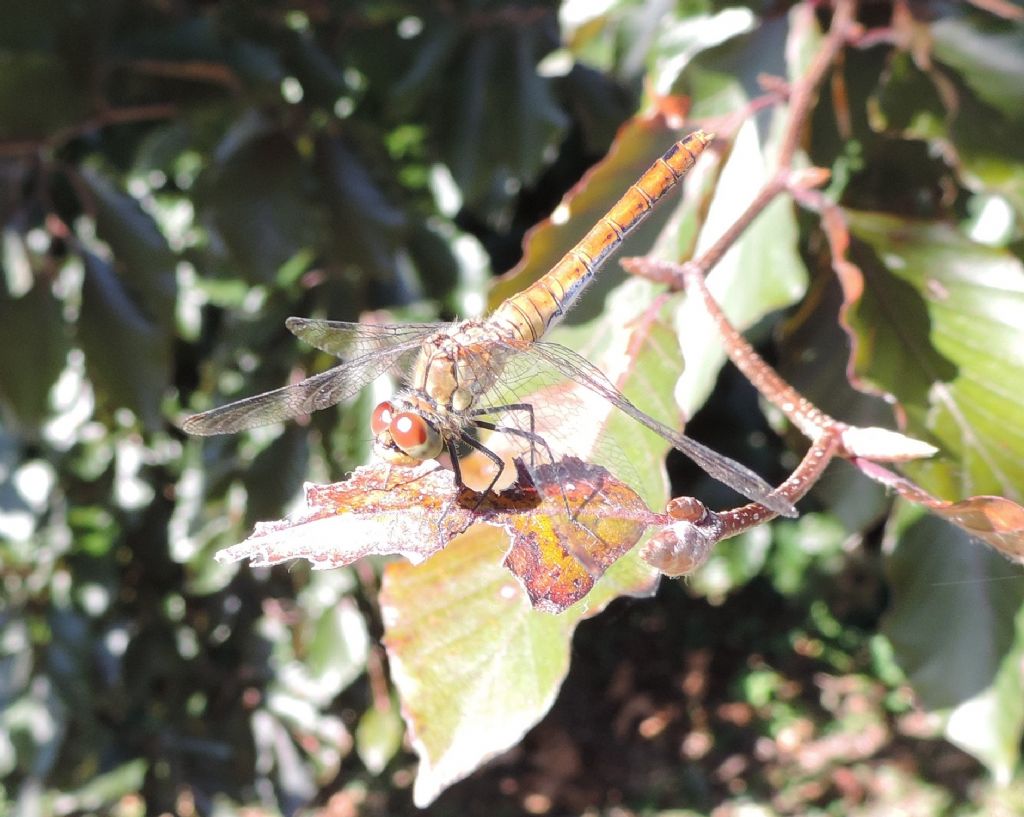 Sympetrum da determinare: S. sanguineum