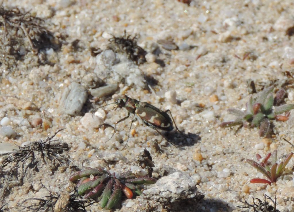 Cicindela hybrida transversalis? no, hybrida pseudoriparia!