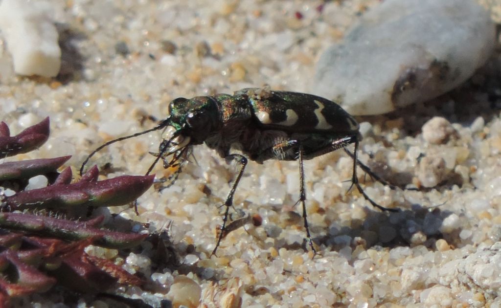 Cicindela hybrida transversalis? no, hybrida pseudoriparia!