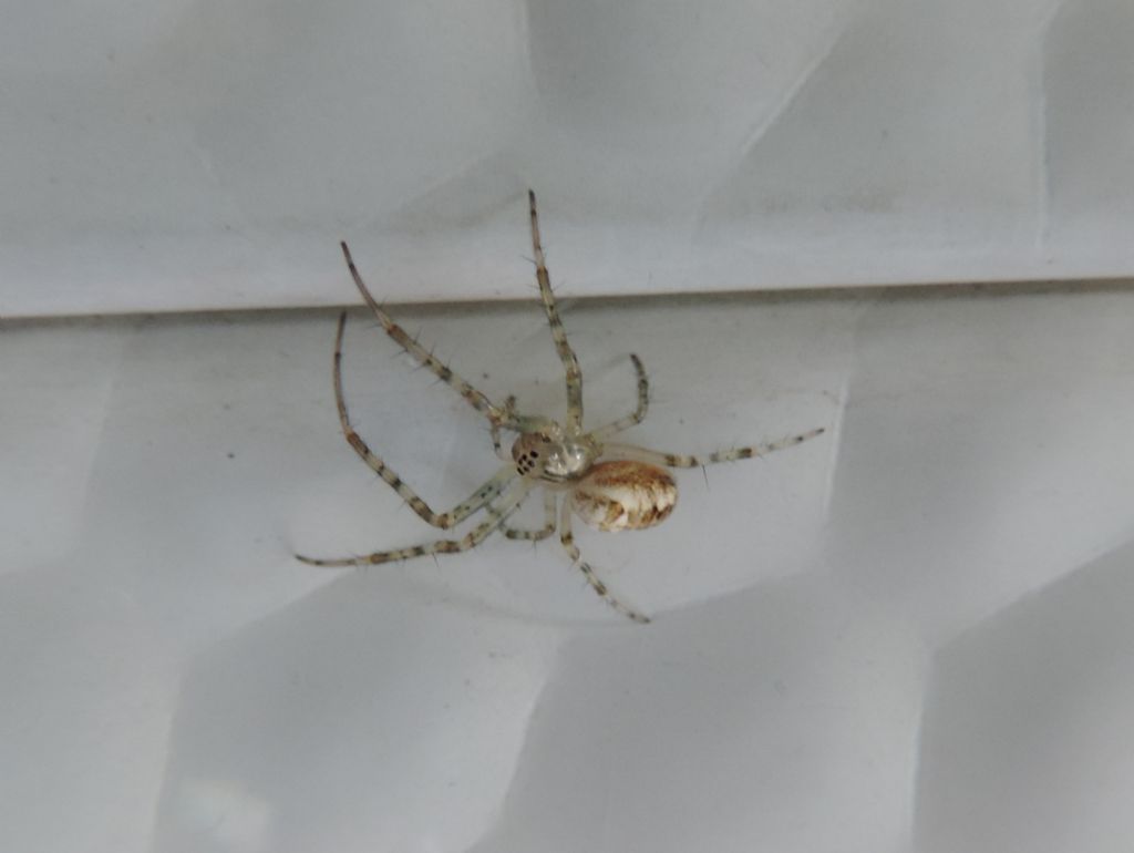 ragno su roulotte: Metellina sp. - Telgruch (Francia)