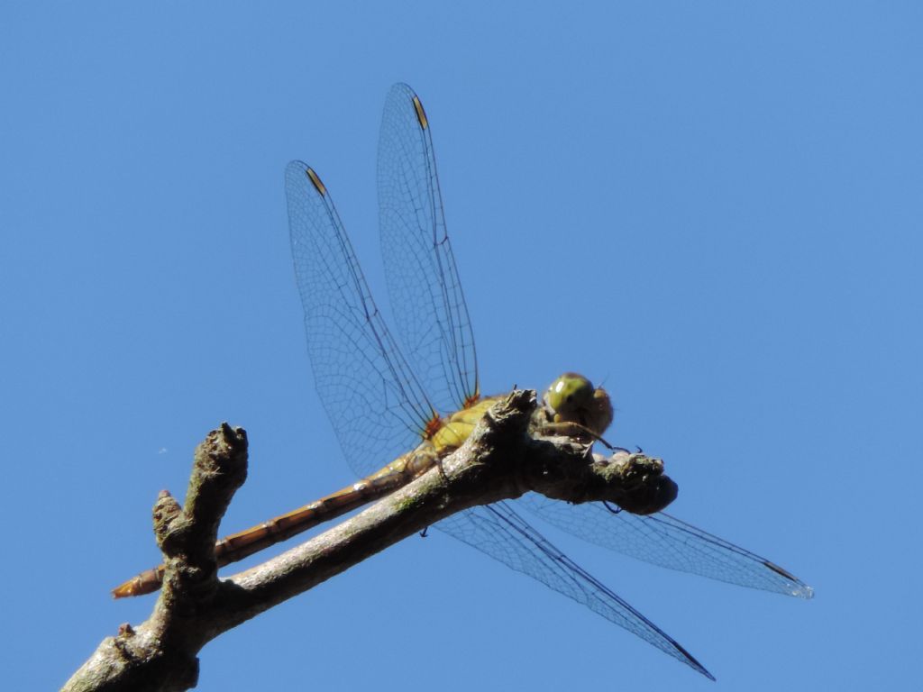Sympetrum striolatum