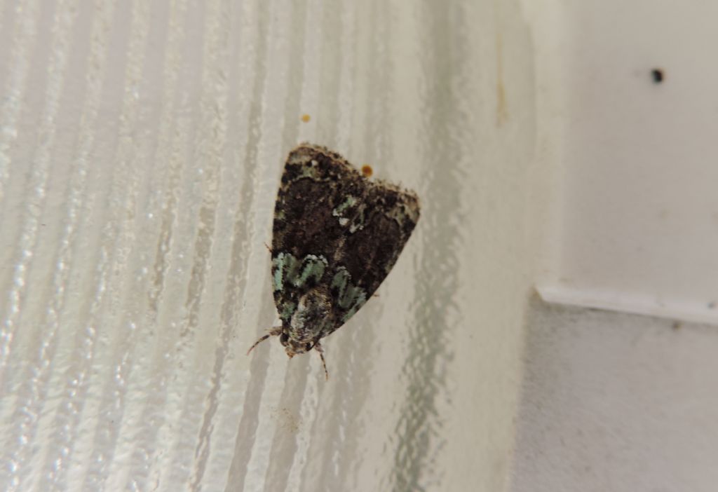 falena da identificare:   Cryphia (Euthales) algae - Noctuidae