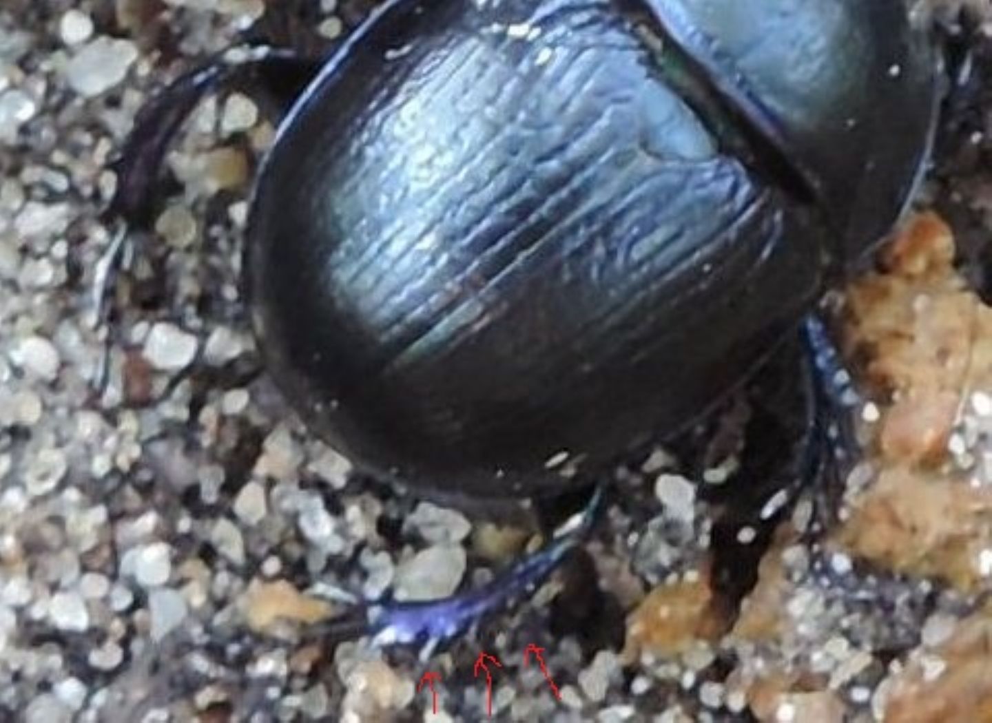 Geotrupes: spiniger o stercorarius