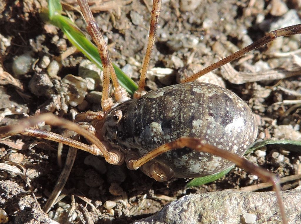 opillione parassitizzato da identificare:  probabile Phalangium sp.