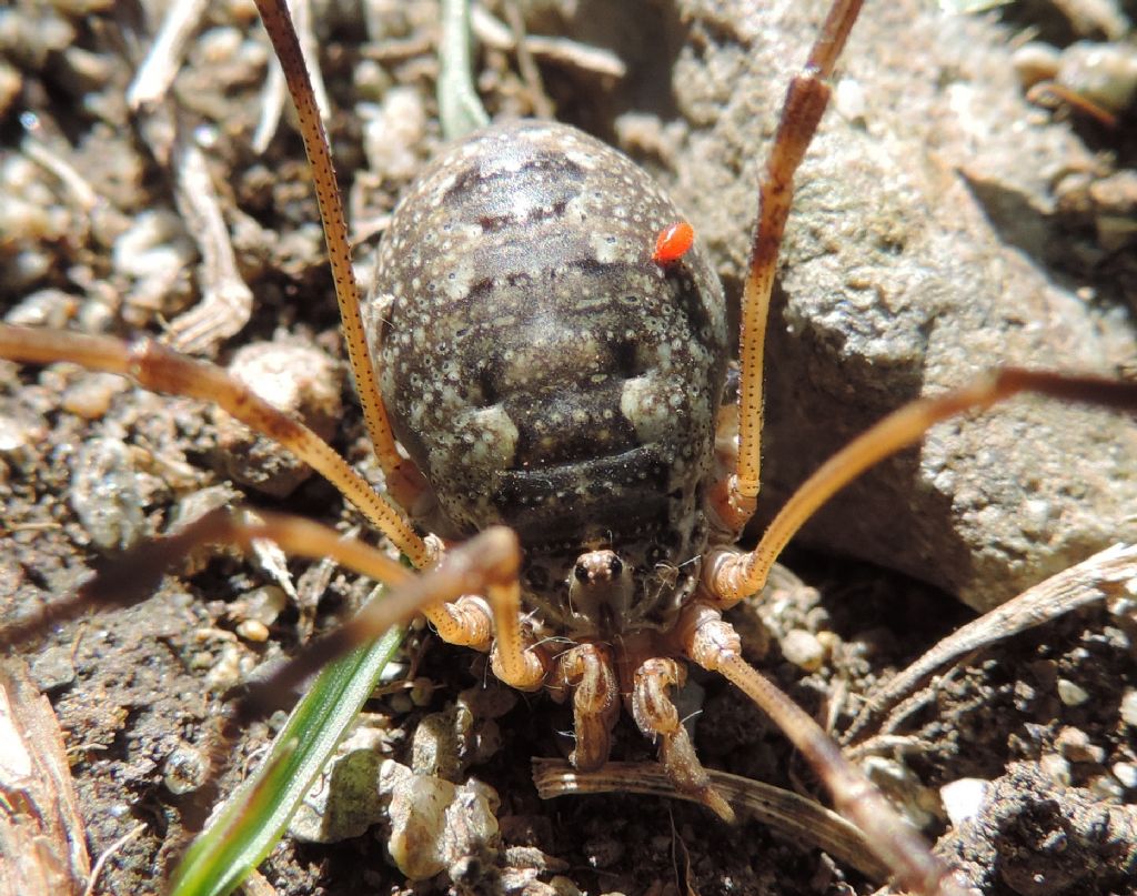 opillione parassitizzato da identificare:  probabile Phalangium sp.