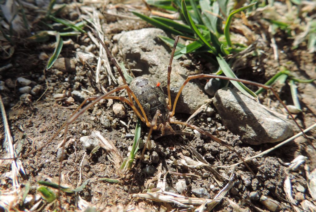 opillione parassitizzato da identificare:  probabile Phalangium sp.