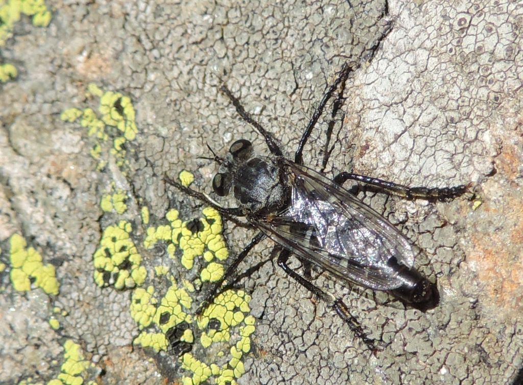 Bibionidae?