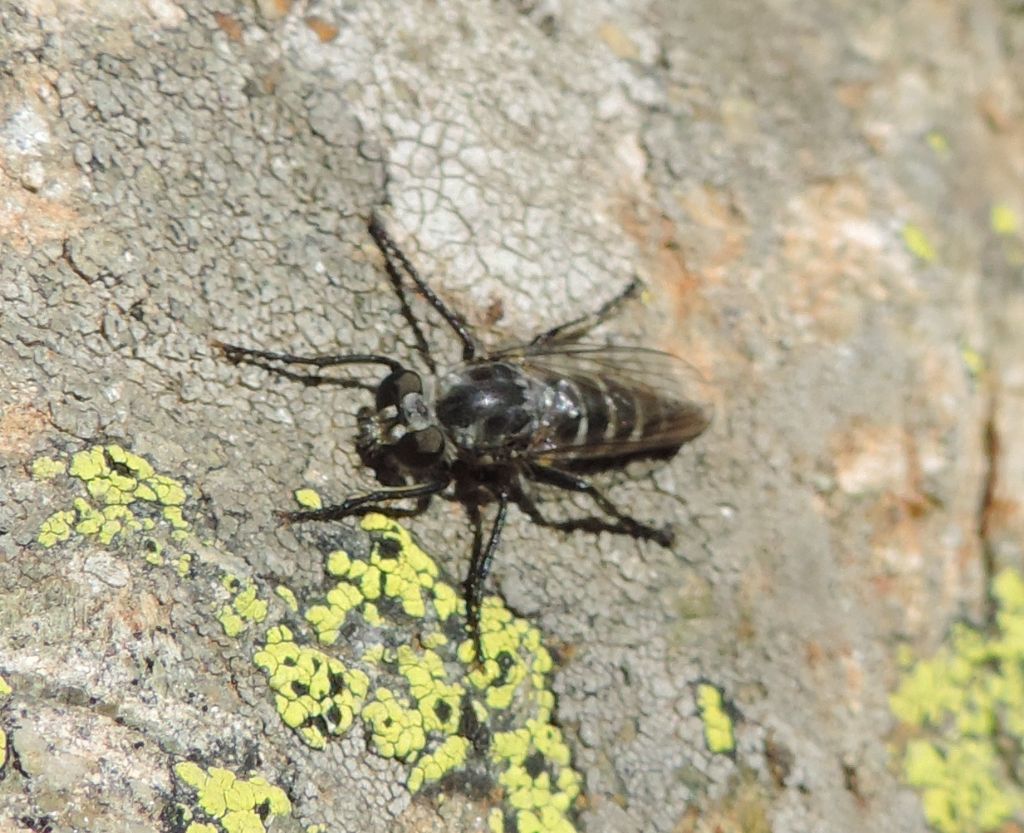 Bibionidae?