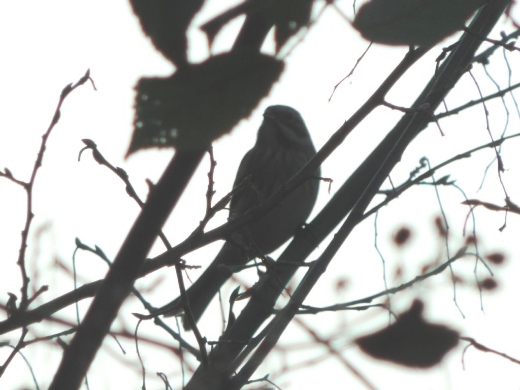 quale Emberizidae?