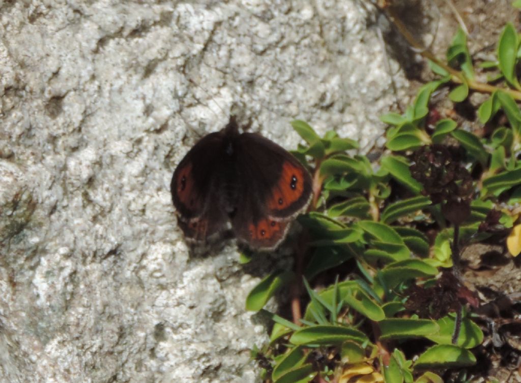 Quale Erebia?