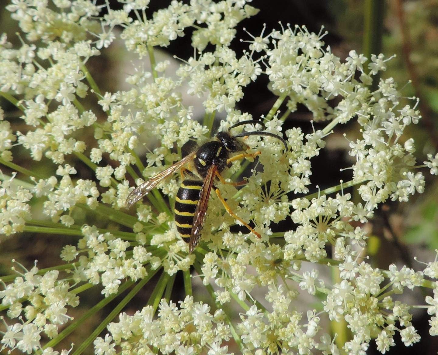 Dolichovespula media?