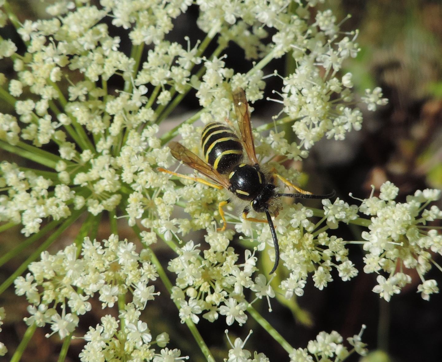 Dolichovespula media?