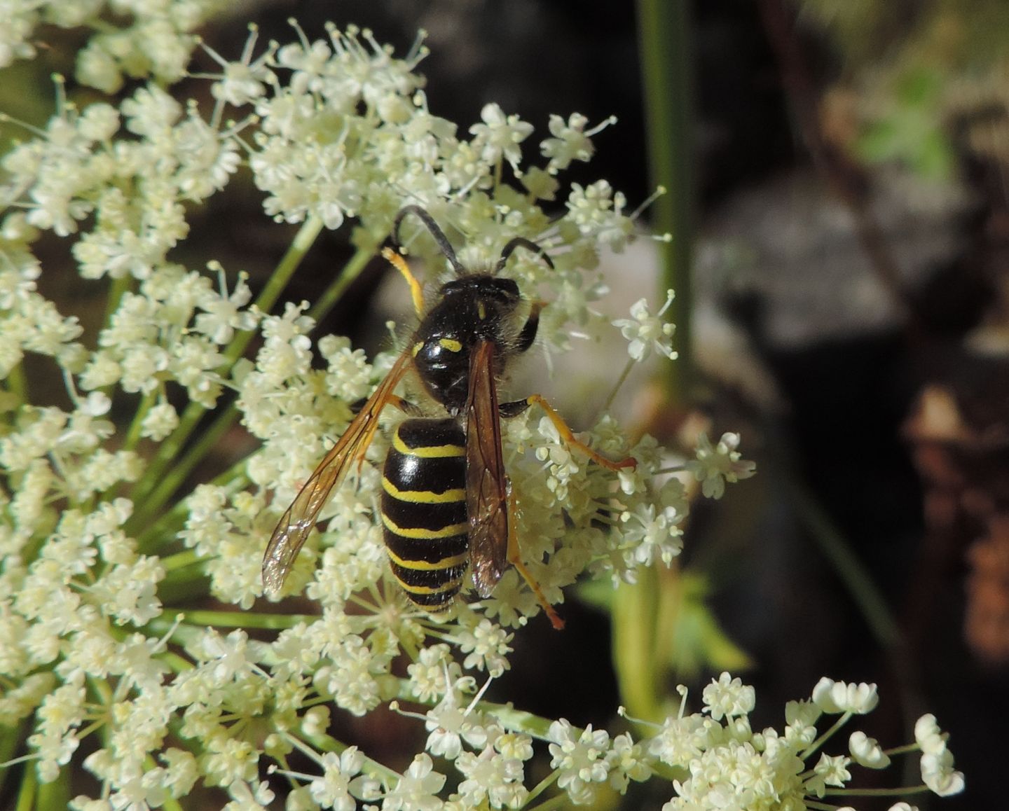 Dolichovespula media?