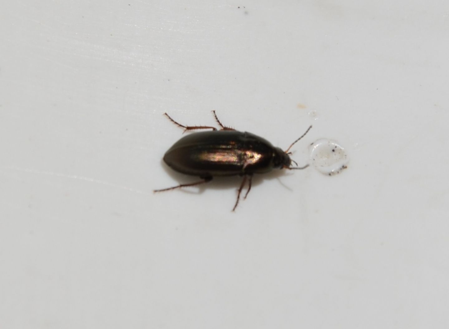 piccolo coleottero da identificare: Amara aenea