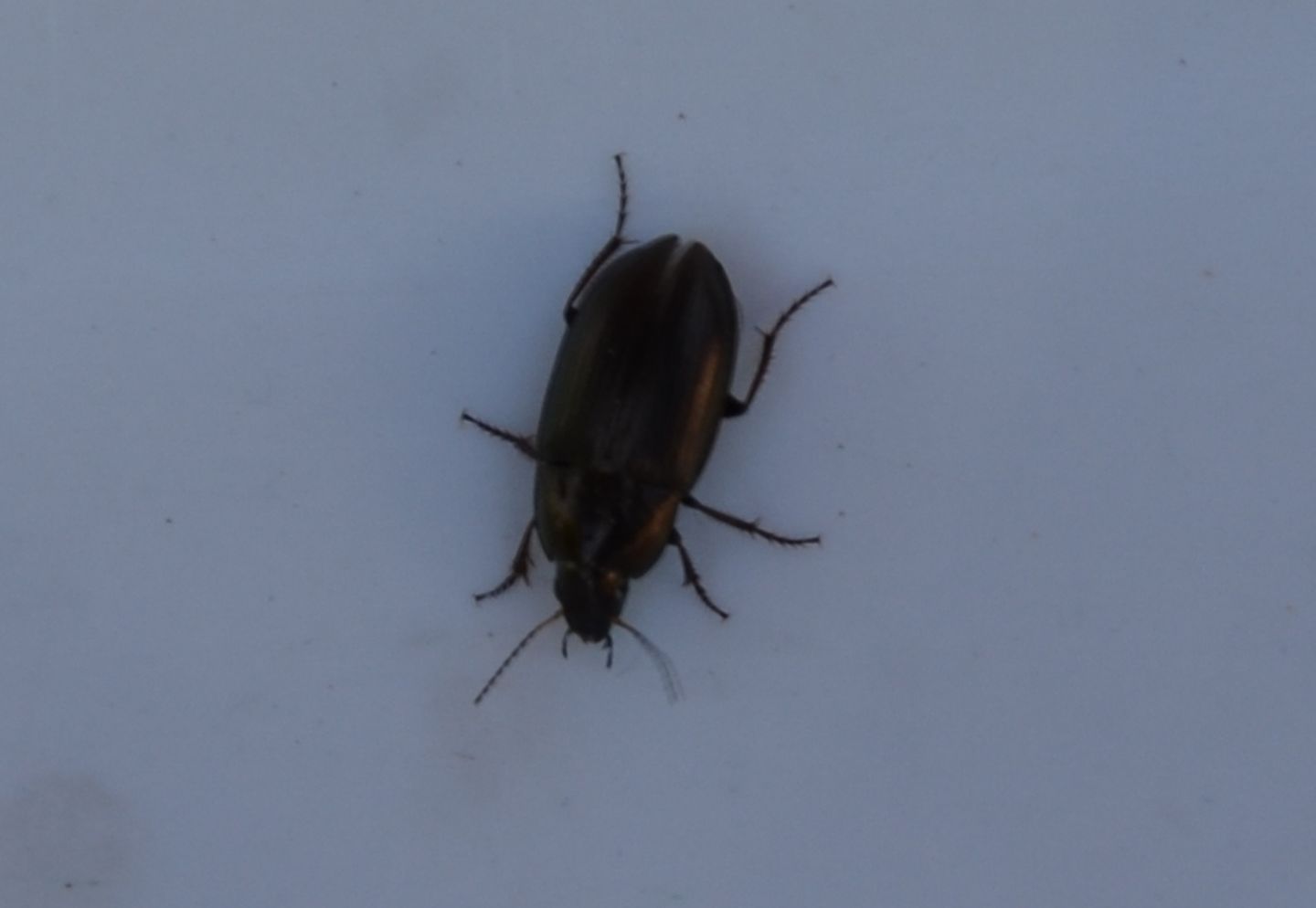 piccolo coleottero da identificare: Amara aenea