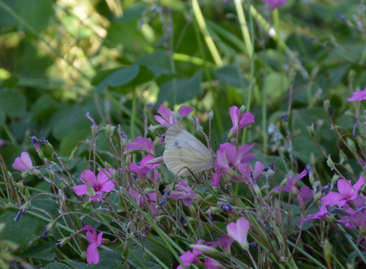 Pieris napi?