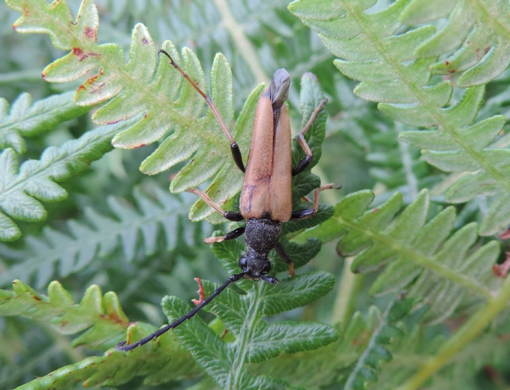 Stictoleptura rubra