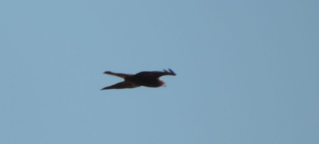 rapace da identificare