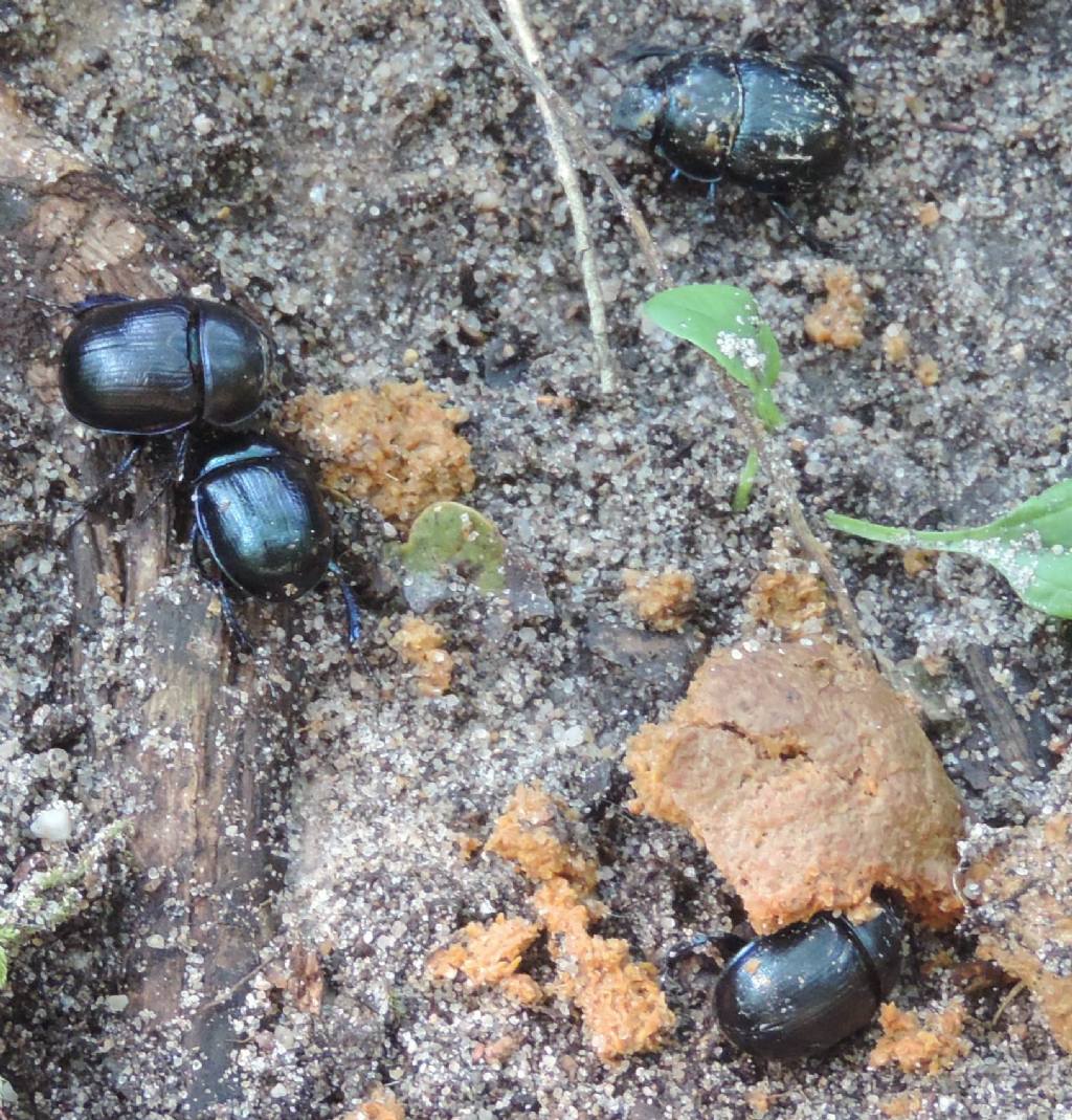 Geotrupes: spiniger o stercorarius