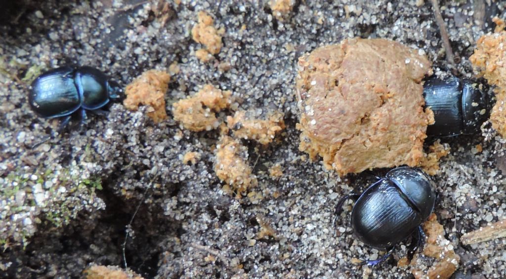 Geotrupes: spiniger o stercorarius