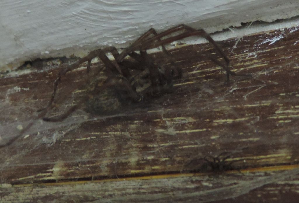 Eratigena atrica - Locquirer (Francia)