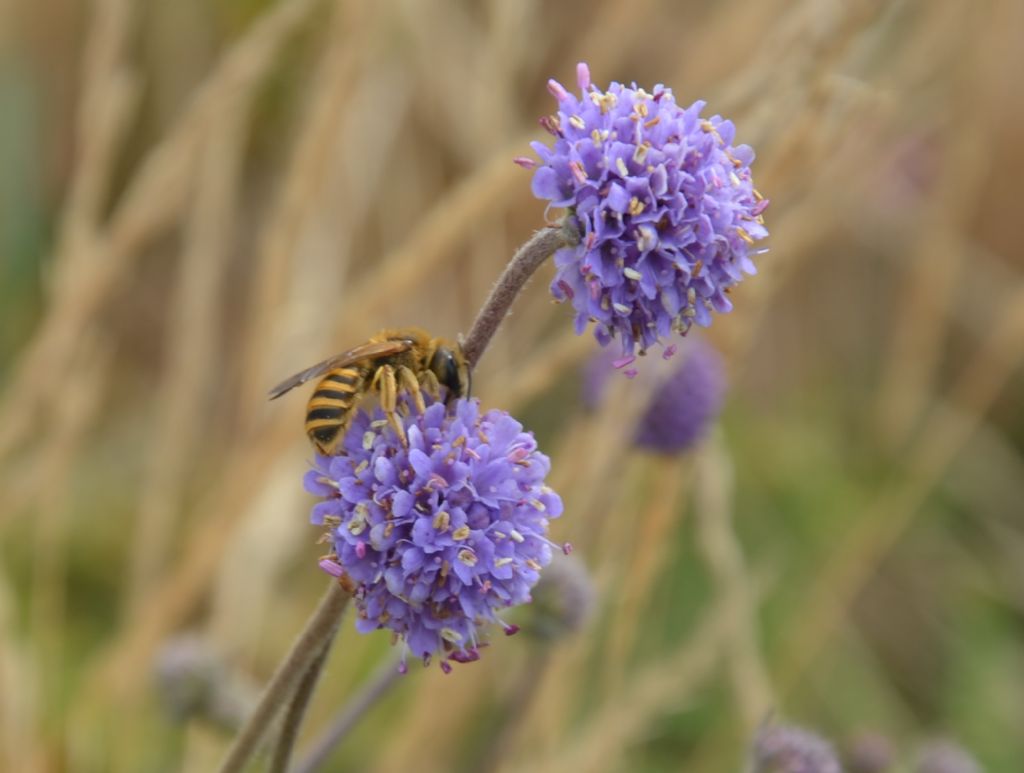 Apidae Halictinae?