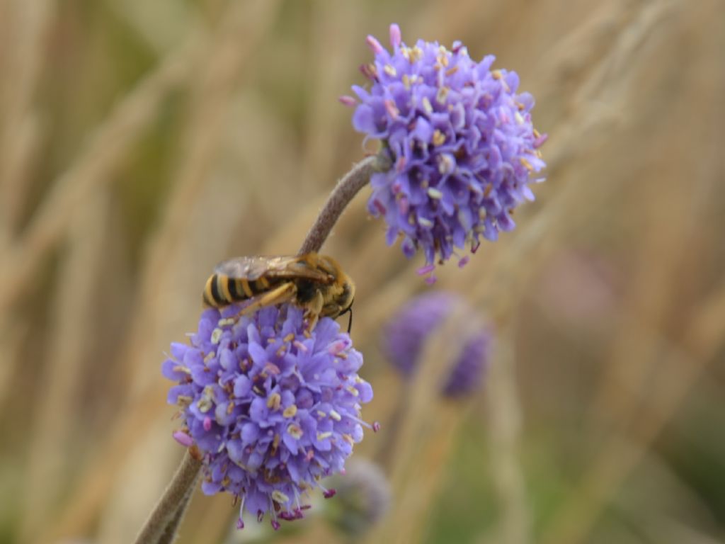 Apidae Halictinae?