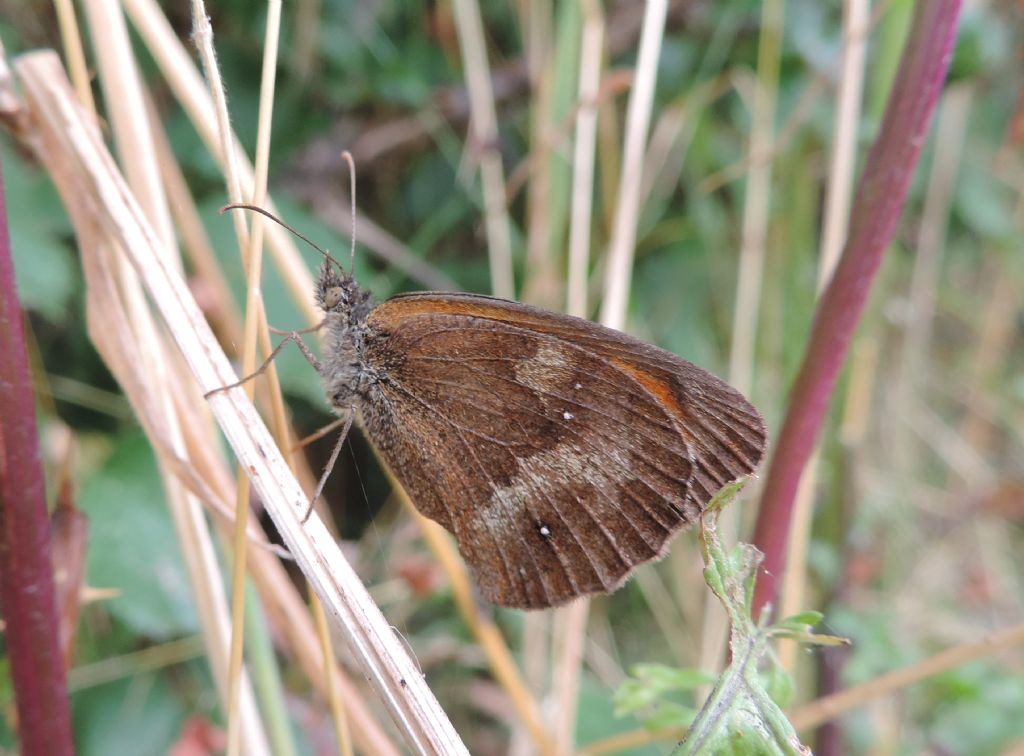 Pyronia tithonus? (per davvero stavolta!)