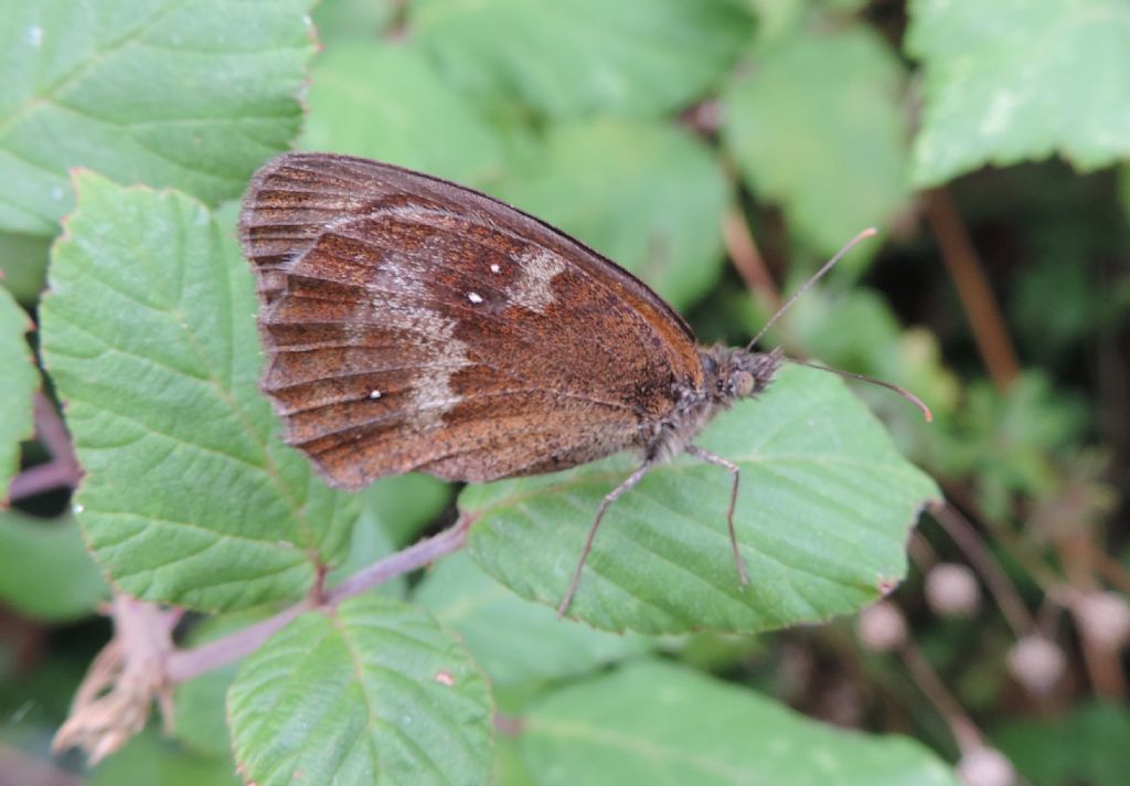 Pyronia tithonus? (per davvero stavolta!)