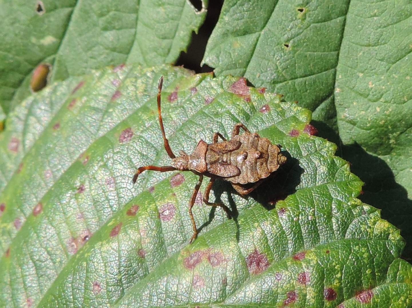Coreus marginatus