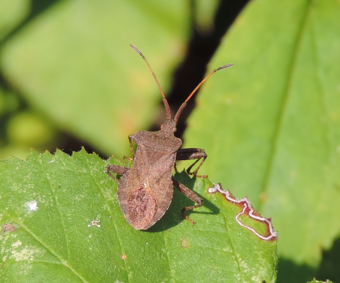 Coreus marginatus