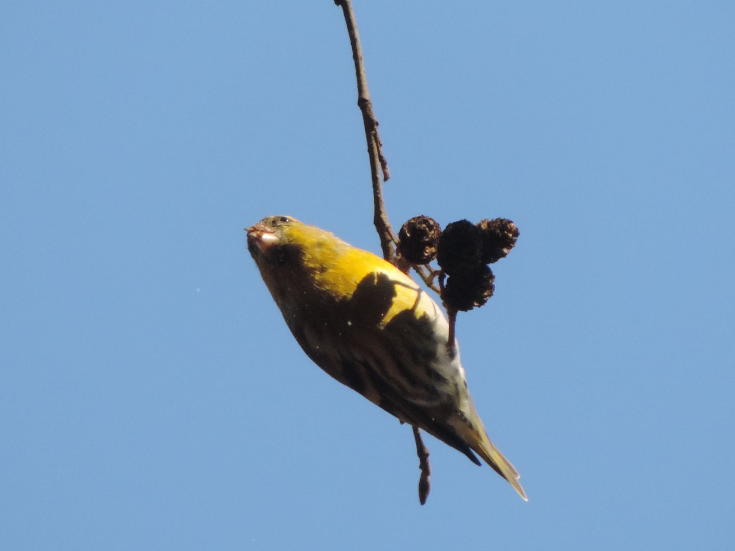 chi sono i piccoli equilibristi?