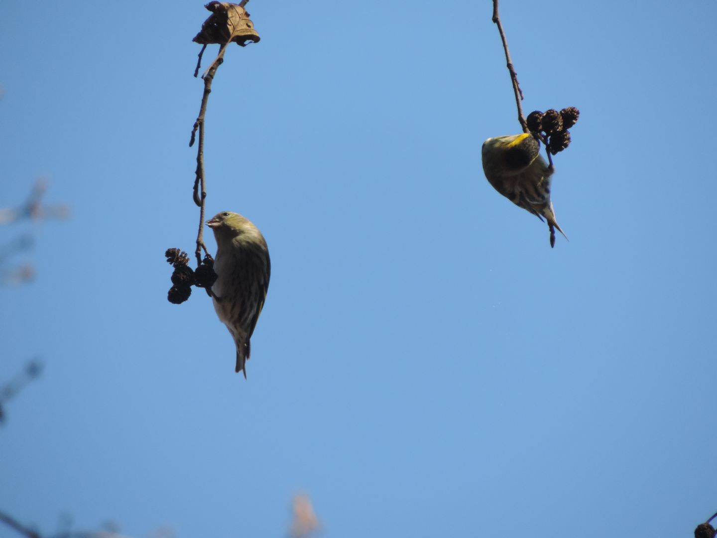 chi sono i piccoli equilibristi?