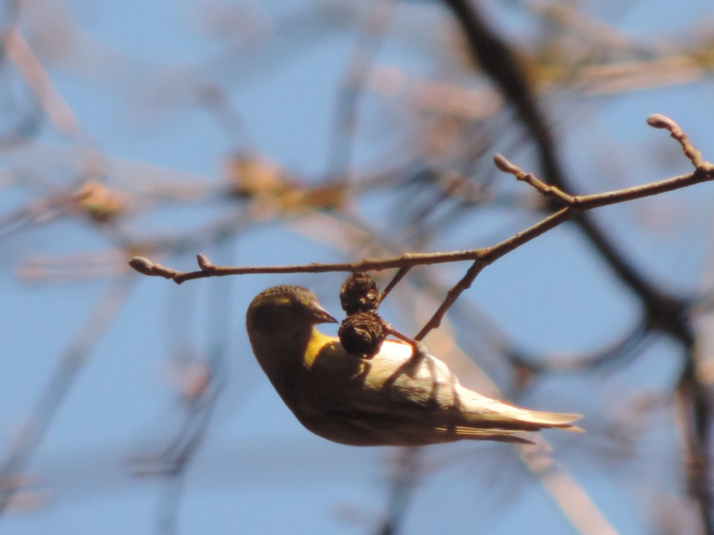 chi sono i piccoli equilibristi?