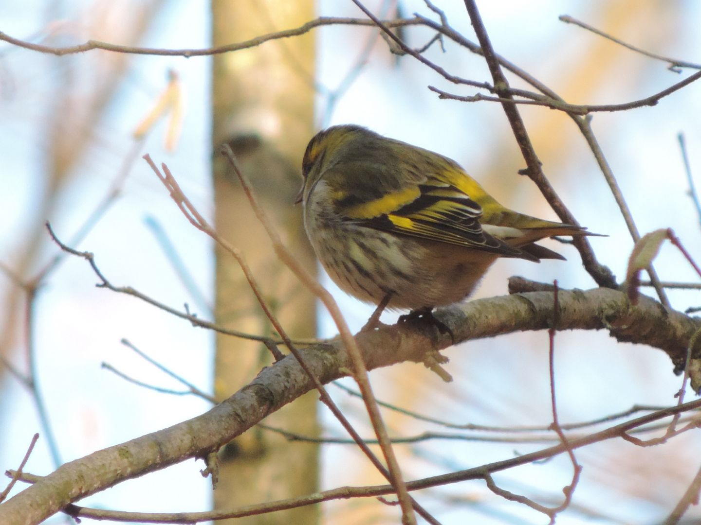 chi sono i piccoli equilibristi?
