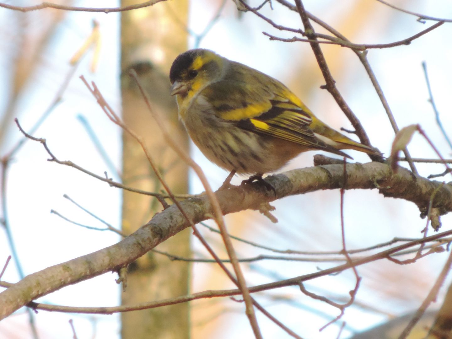 chi sono i piccoli equilibristi?