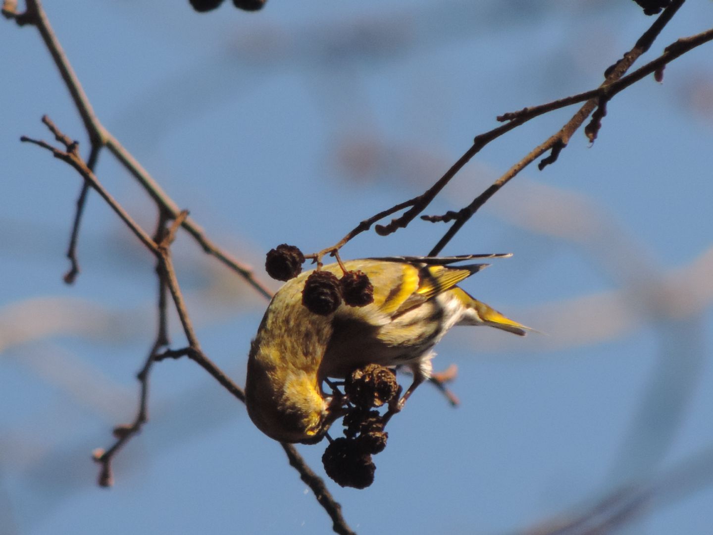 chi sono i piccoli equilibristi?