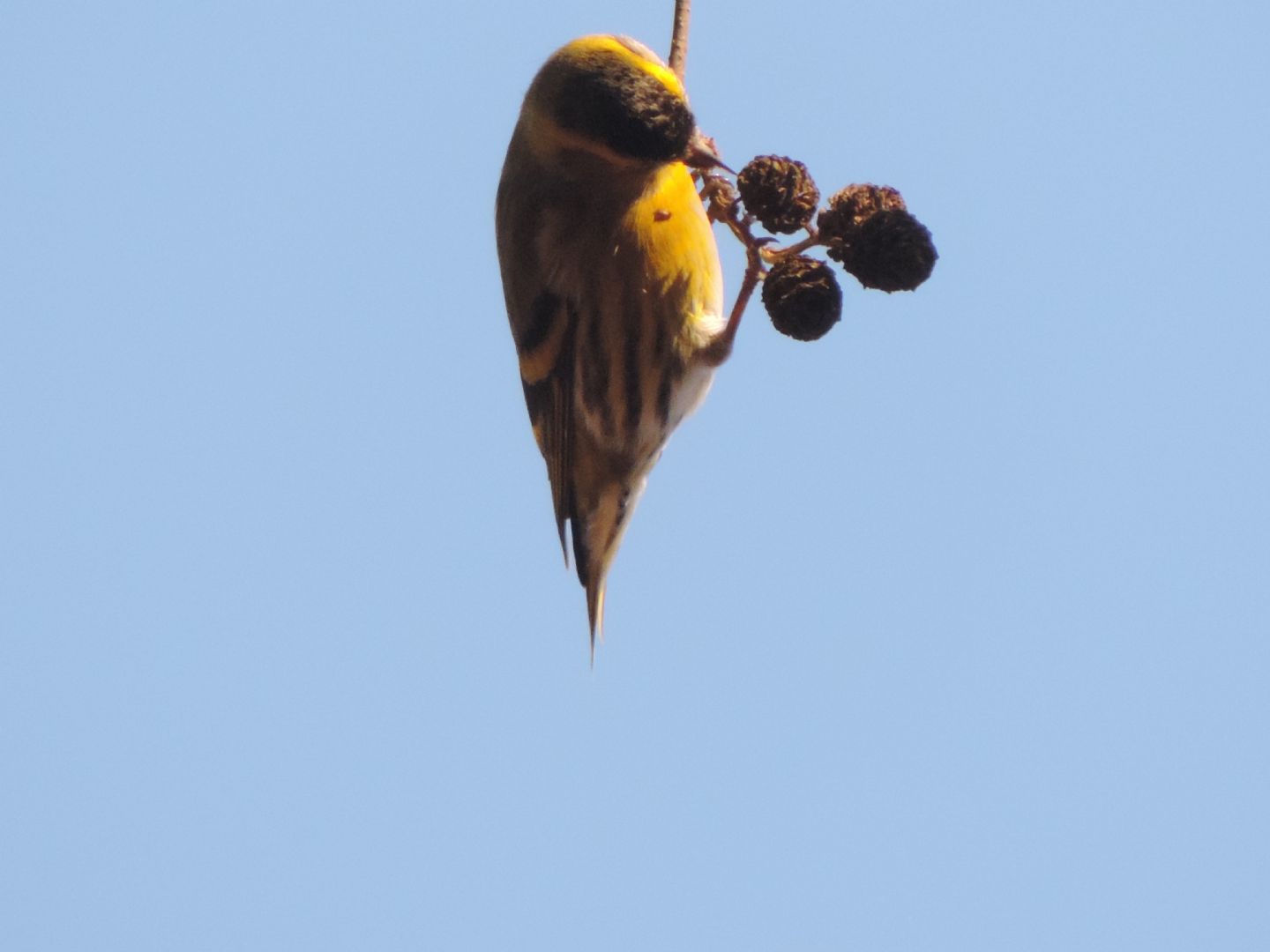 chi sono i piccoli equilibristi?