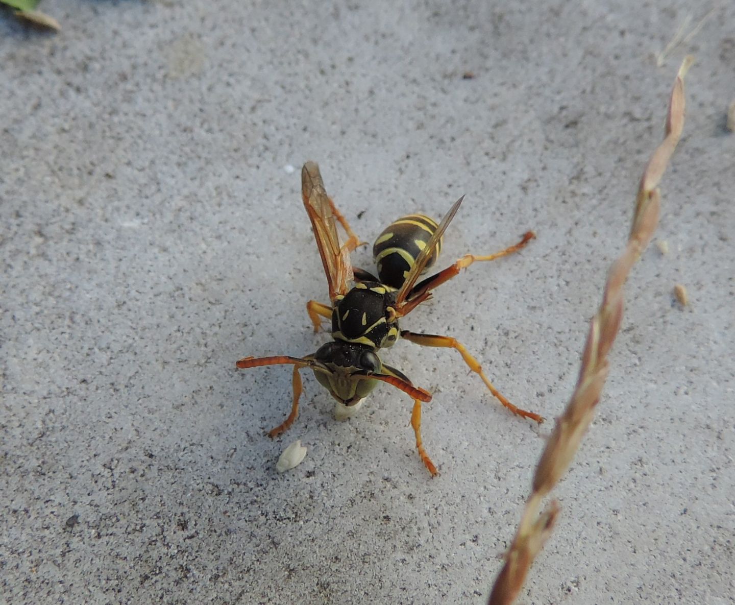 Polistes dominula? strano comportamento