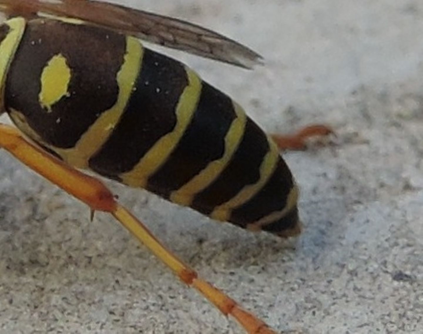 Polistes dominula? strano comportamento