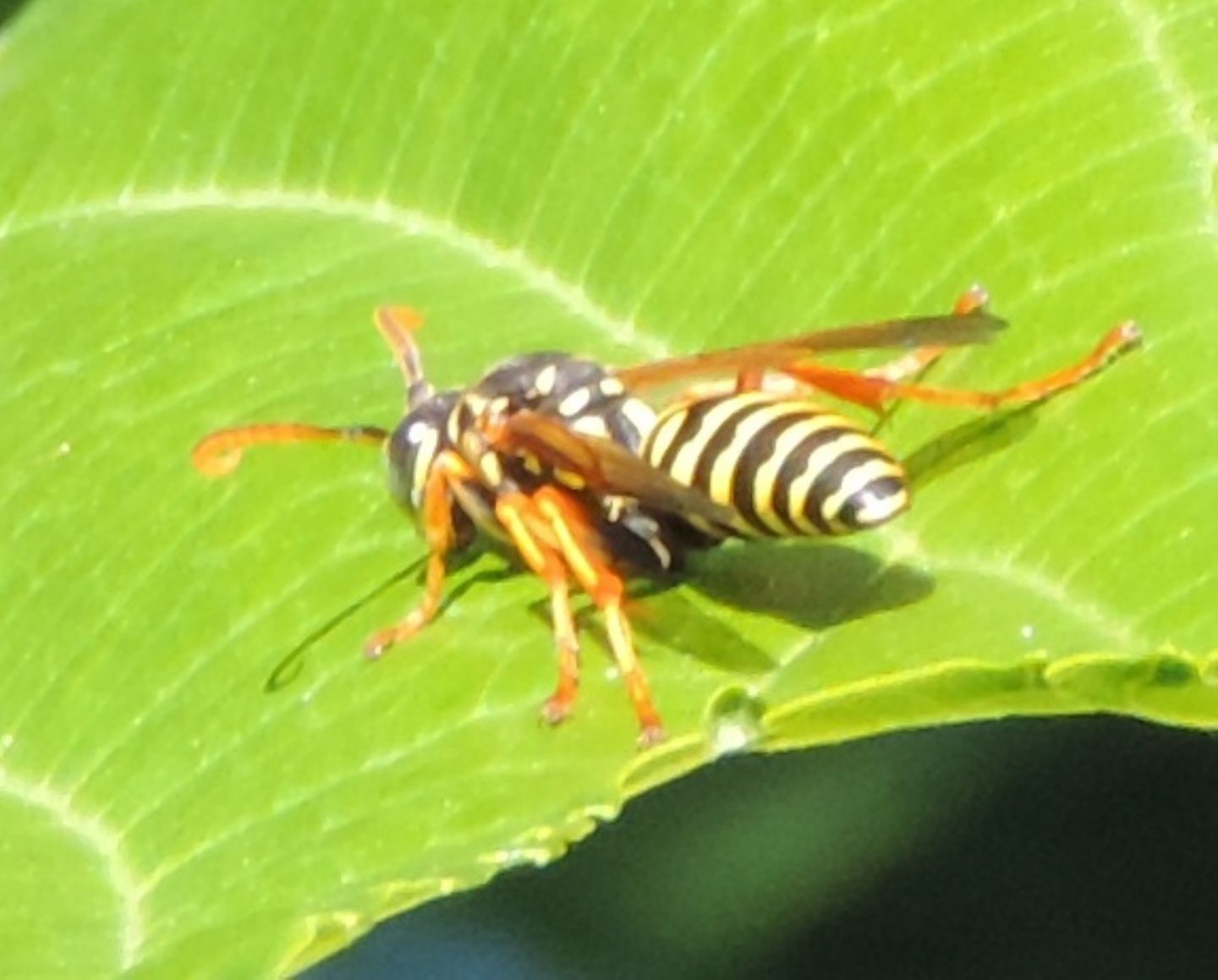 Polistes dominula? strano comportamento