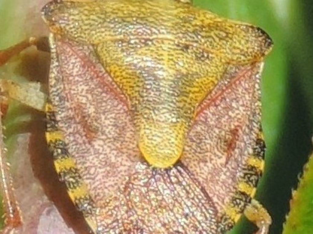 Quale Carpocoris? C. purpureipennis