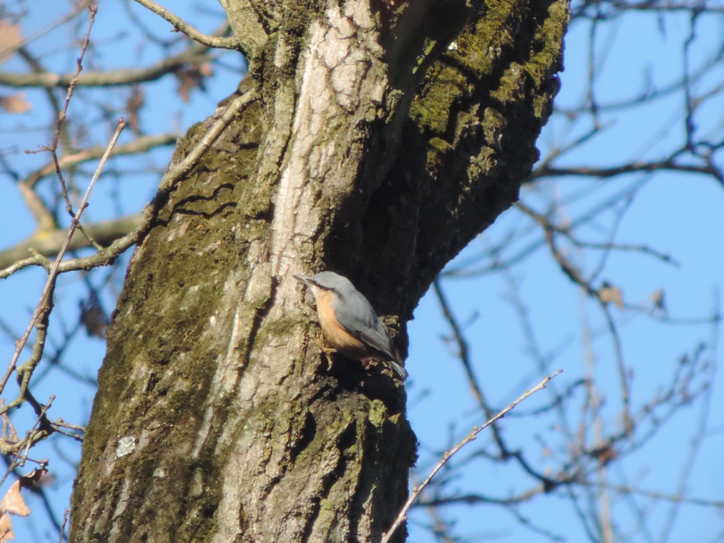 Rampichino comune e Picchio muratore