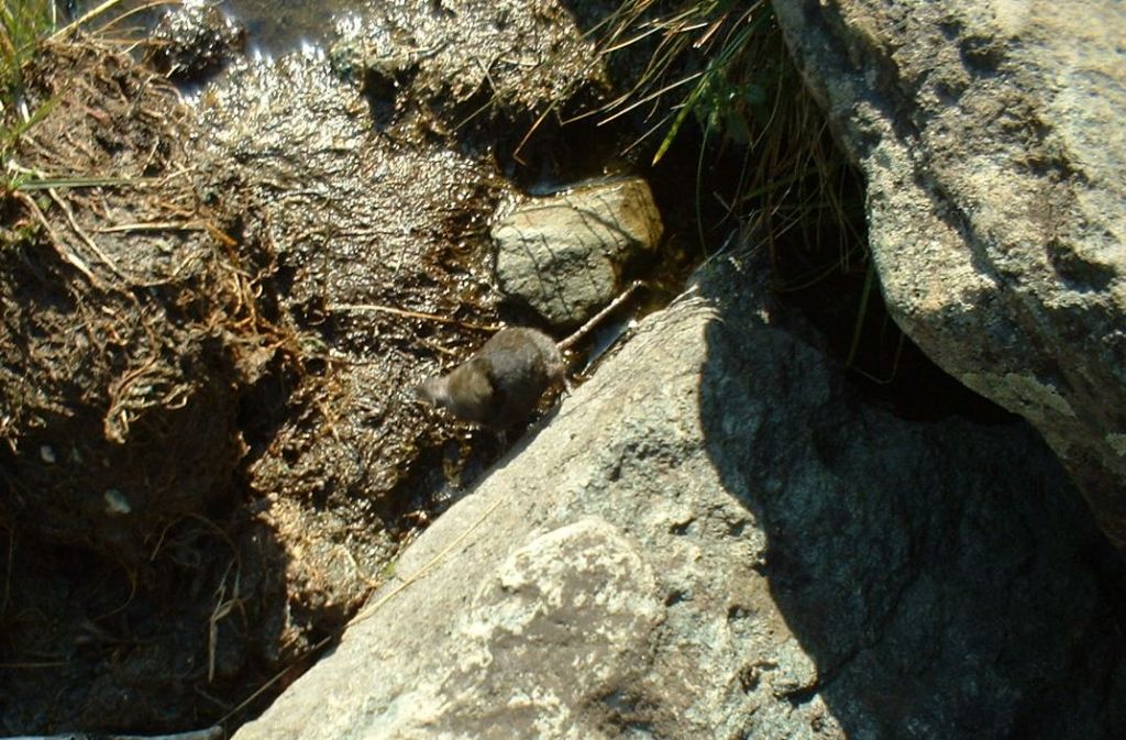 Sorex sp. - Lago di Malciaussia (TO)
