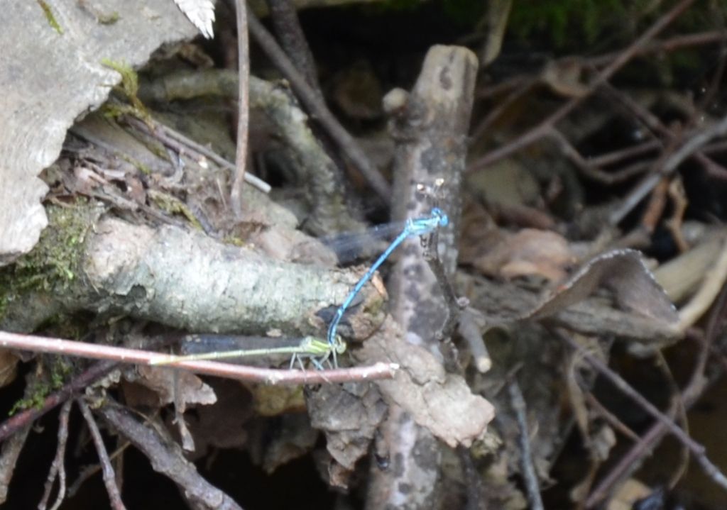 libellule in accoppiamento da identificare