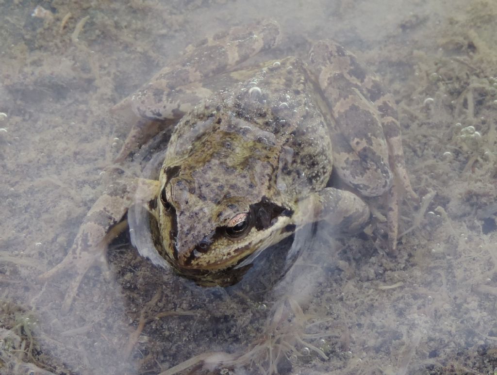 rana temporaria?