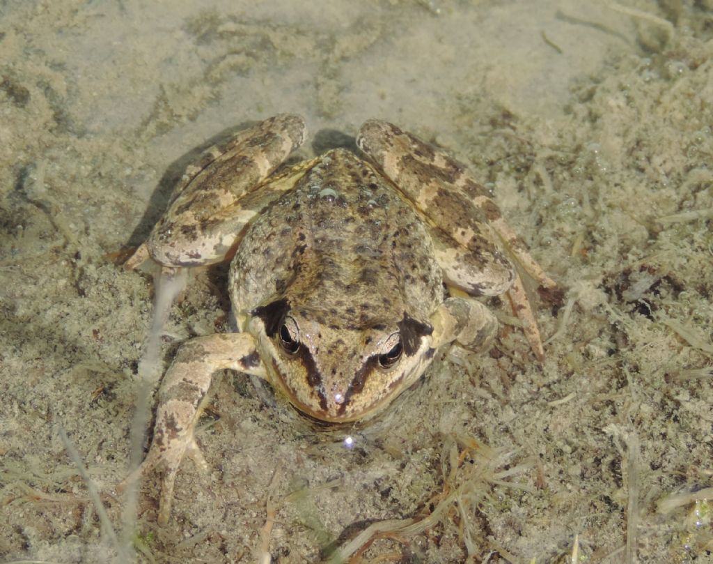 rana temporaria?